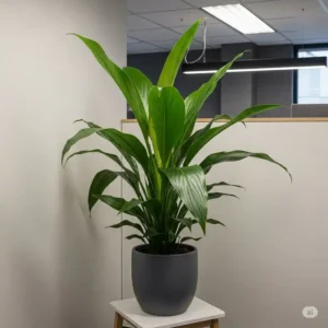 A hardy cast iron plant, a great choice for plants for office with no windows.